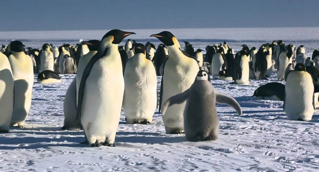 March-of-the-Penguins